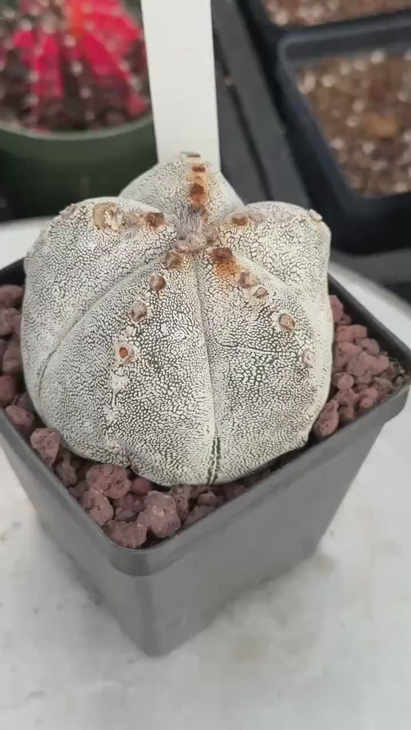 Live Plant - Rare Cactus, Astrophytum Onzuka (4” pot), Exotic plant for collection