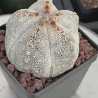 Live Plant - Rare Cactus, Astrophytum Onzuka (4” pot), Exotic plant for collection