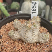 Rare Succulents - Pachypodium Brevicaule 6" Pot, 1654