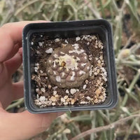 Copiapoa Hypogaea Rare Cactus, Unique Plant for Perfect Gift Collections