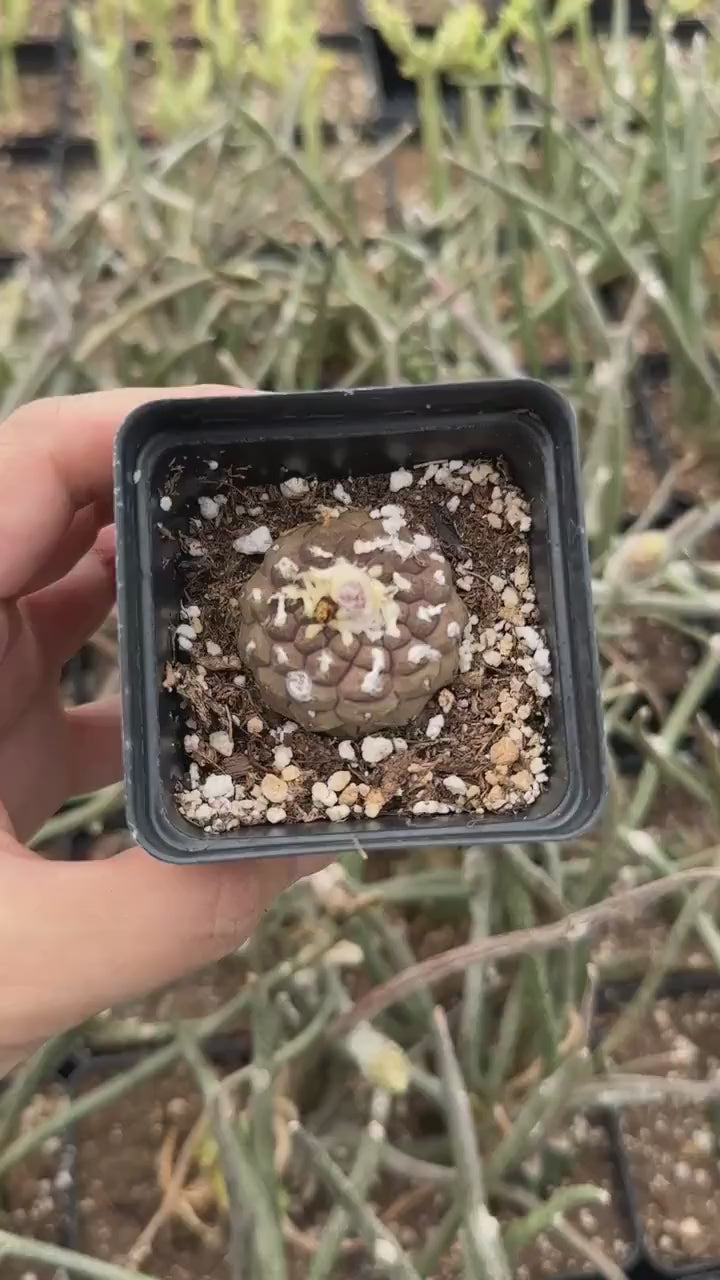 Copiapoa Hypogaea Rare Cactus, Unique Plant for Perfect Gift Collections