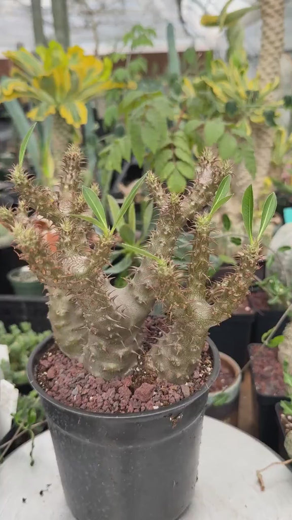 WYSIWYG - Rare Succulents - Pachypodium Makayense 110