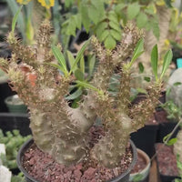 WYSIWYG - Rare Succulents - Pachypodium Makayense 110