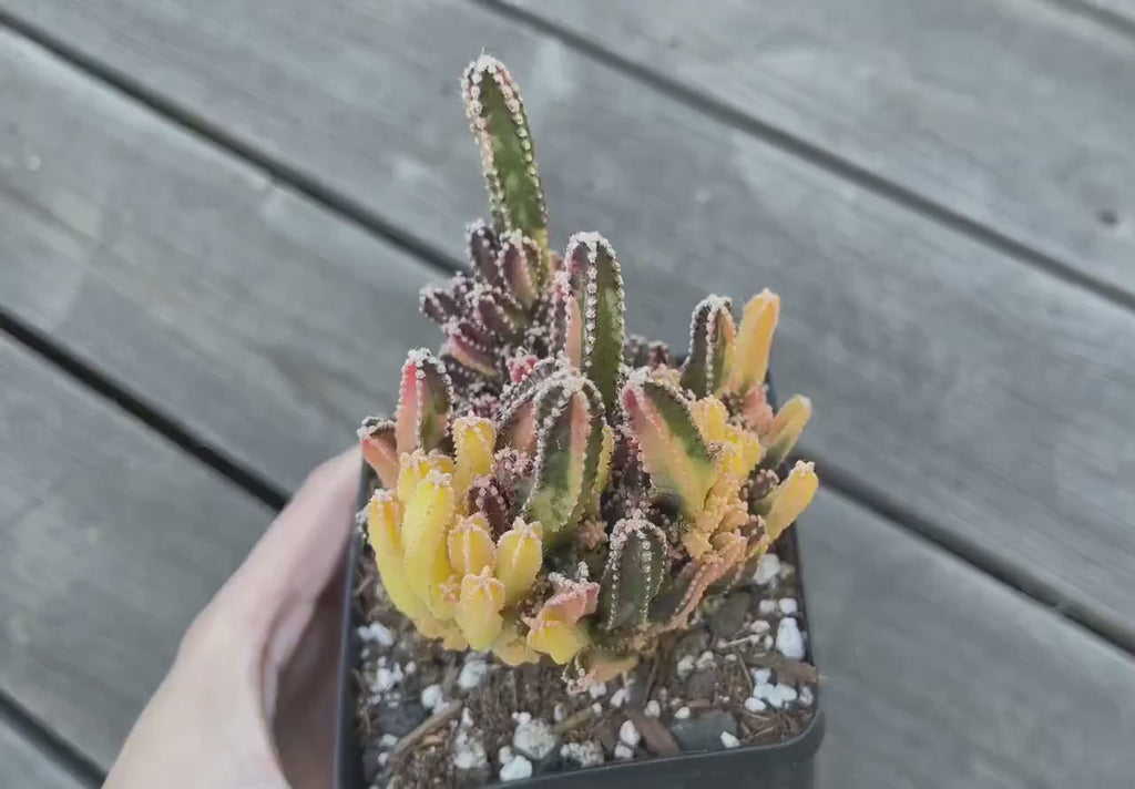 Rare Cactus - Cereus Variegated Fairy Castle