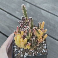 Rare Cactus - Cereus Variegated Fairy Castle