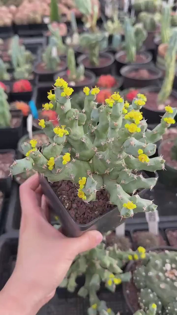 Live Plant, Euphorbia Clivicola, 4.5", Rare Euphorbia Collection