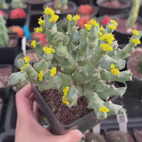 Live Plant, Euphorbia Clivicola, 4.5", Rare Euphorbia Collection