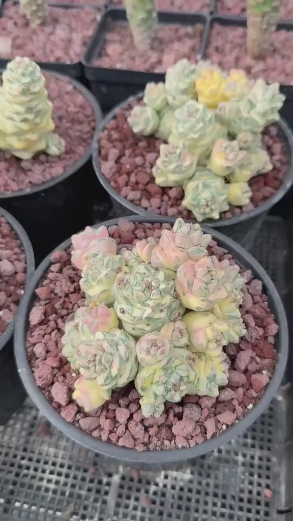 Euphorbia Ritchiei White Variegata Cluster Cutting - Rare Succulent Euphorbia Plant – Live Indoor/Outdoor Houseplant