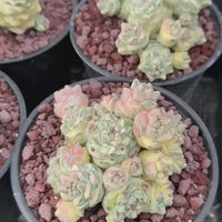 Euphorbia Ritchiei White Variegata Cluster Cutting - Rare Succulent Euphorbia Plant – Live Indoor/Outdoor Houseplant