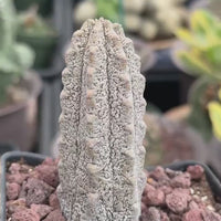 Rare Euphorbia - Euphorbia Abdelkuri grey small (3.5” pot)