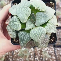 Rare Haworthia Comptoniana Crystal Round Leaves