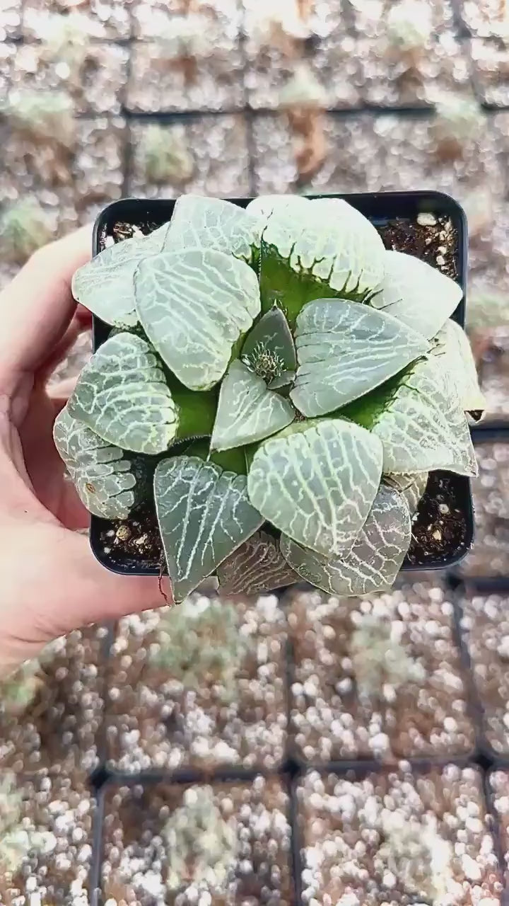 Rare Haworthia Comptoniana Crystal Round Leaves