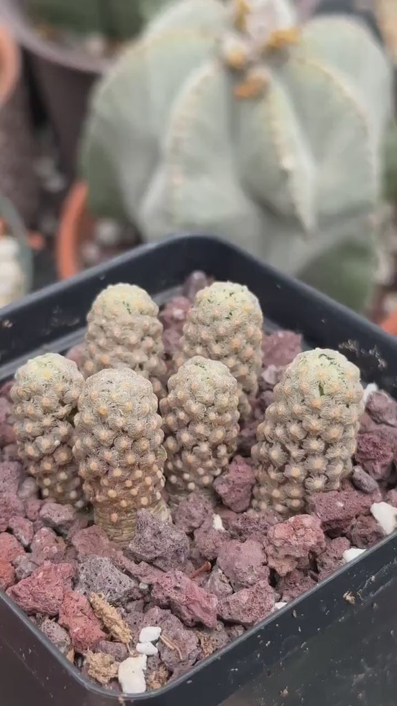 Rare Cactus -  Mammillaria Theresae