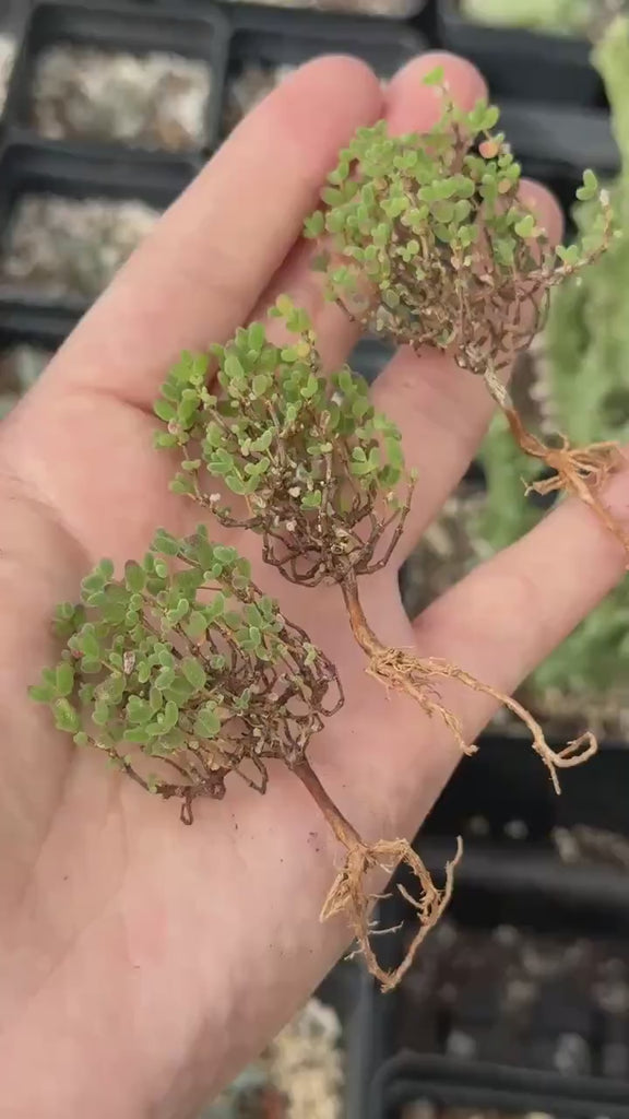 Drosanthemum Globosum Cluster, Rare Caudex