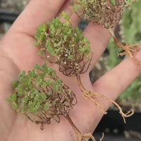 Drosanthemum Globosum Cluster, Rare Caudex