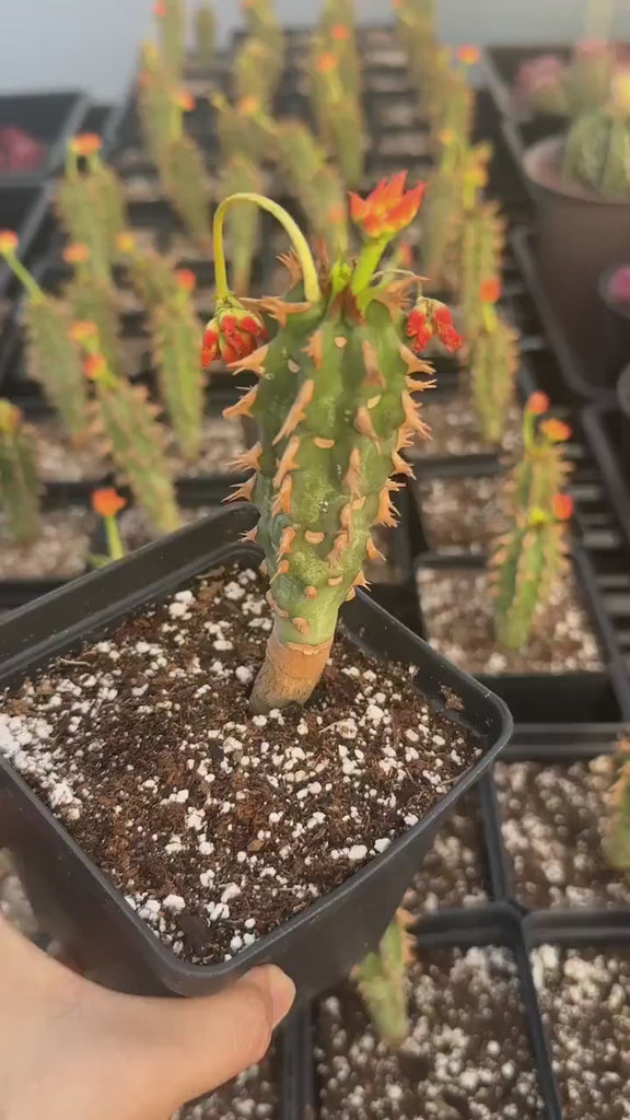 Rare Euphorbia - Euphorbia Bergeri