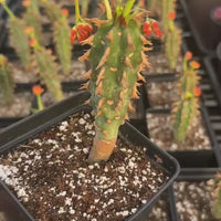 Rare Euphorbia - Euphorbia Bergeri