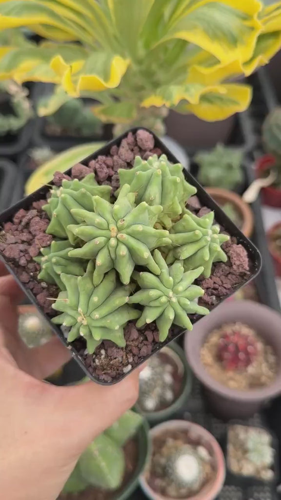 Live Plant, Ferocactus Glaucescens Cluster, Rare Cactus