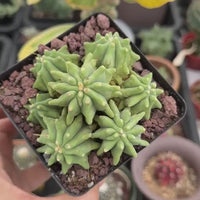Live Plant, Ferocactus Glaucescens Cluster, Rare Cactus