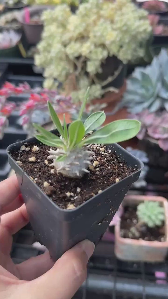 Rare Succulents - Brevicaule X  Densiflorum (1”)