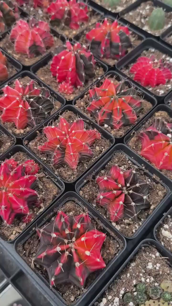 Live Cactus, Gymnocalycium Mihanovichii var. Friedrichii Werderm Variegata, Rare Live Plant