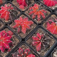 Live Cactus, Gymnocalycium Mihanovichii var. Friedrichii Werderm Variegata, Rare Live Plant