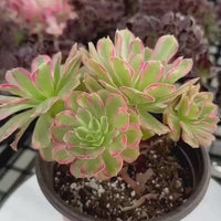 Rare Succulents - Aeonium Zwarkin variegated cluster (1)