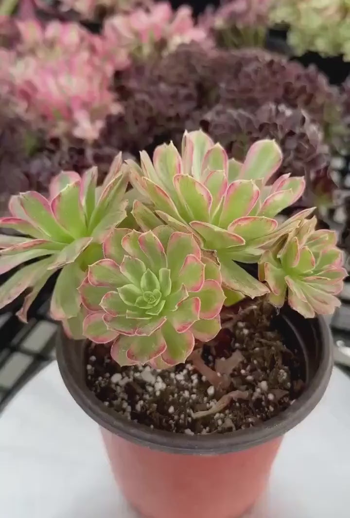 Rare Succulents - Aeonium Zwarkin variegated cluster (1)