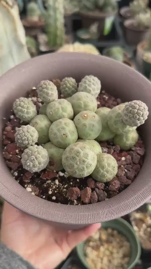 Rare Cactus - Tephrocactus Geometricus Cluster (2)