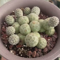 Rare Cactus - Tephrocactus Geometricus Cluster (2)