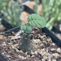 Dorstenia Elata, Rare Succulents (No Leaves)