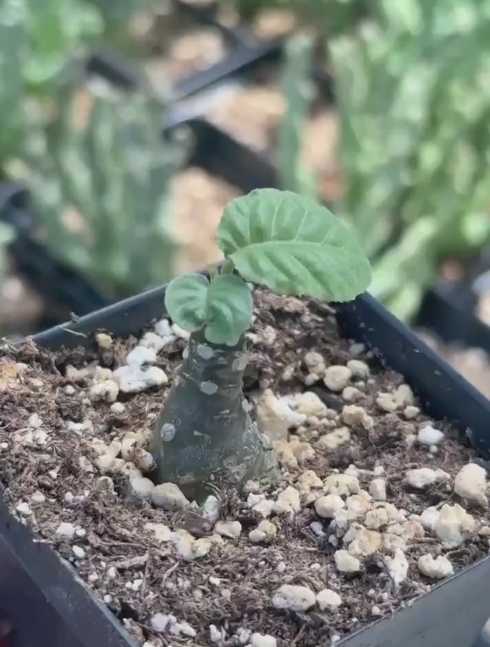 Dorstenia Elata, Rare Succulents (No Leaves)