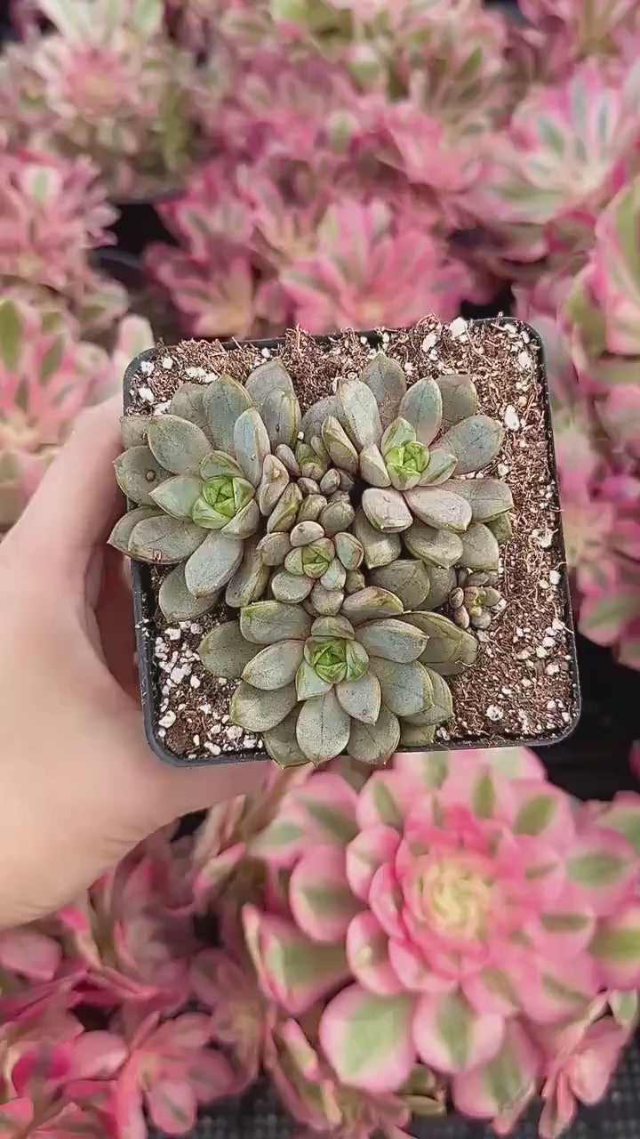 Rare Succulents - Graptoveria Ametum Cluster
