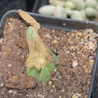 Rare Succulents - Mitrophyllum Mitratum, Spliting (2”)