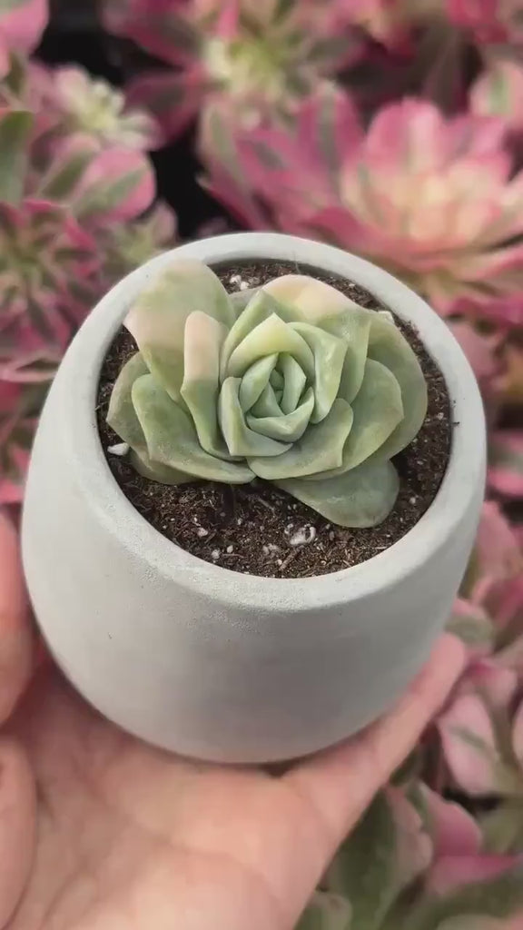 Rare Succulents - Echeveria Lovely Rose Variegata