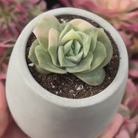 Rare Succulents - Echeveria Lovely Rose Variegata