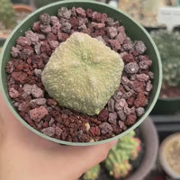 Pseudolithos Migiurtinus, Rare Succulent Species, Large and Unique