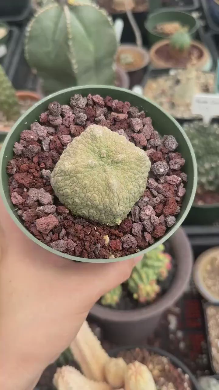 Pseudolithos Migiurtinus, Rare Succulent Species, Large and Unique