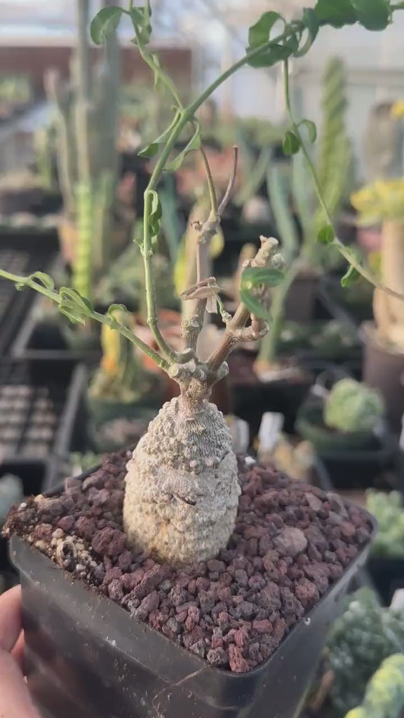 Rare Succulents Fockea Edulis, Caudiciform Live Houseplant, Exotic Caudex Specimen, 3.5 Inch Pot