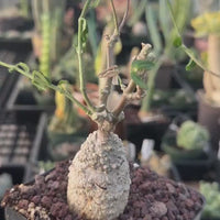 Rare Succulents Fockea Edulis, Caudiciform Live Houseplant, Exotic Caudex Specimen, 3.5 Inch Pot