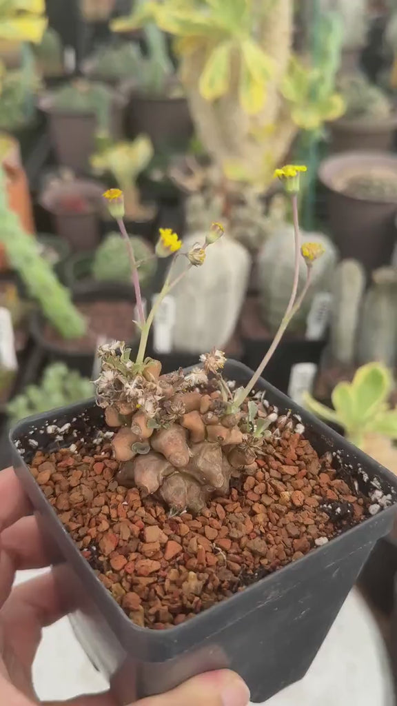 Rare Othonna Herrei Succulent Unique Miniature Plant for Collectors, Live Plant
