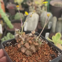 Rare Othonna Herrei Succulent Unique Miniature Plant for Collectors, Live Plant