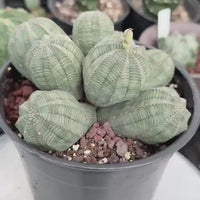Rare Euphorbia, Euphorbia Obesa Large Cluster (2)