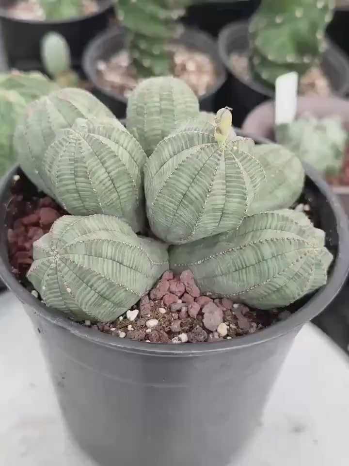 Rare Euphorbia, Euphorbia Obesa Large Cluster (2)
