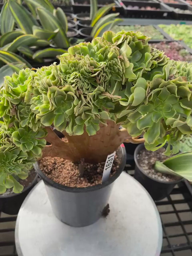 Rare Succulents, Aeonium Variegated Maybach Crested, Live Plant, Grower’s Choice