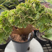 Rare Succulents, Aeonium Variegated Maybach Crested, Live Plant, Grower’s Choice