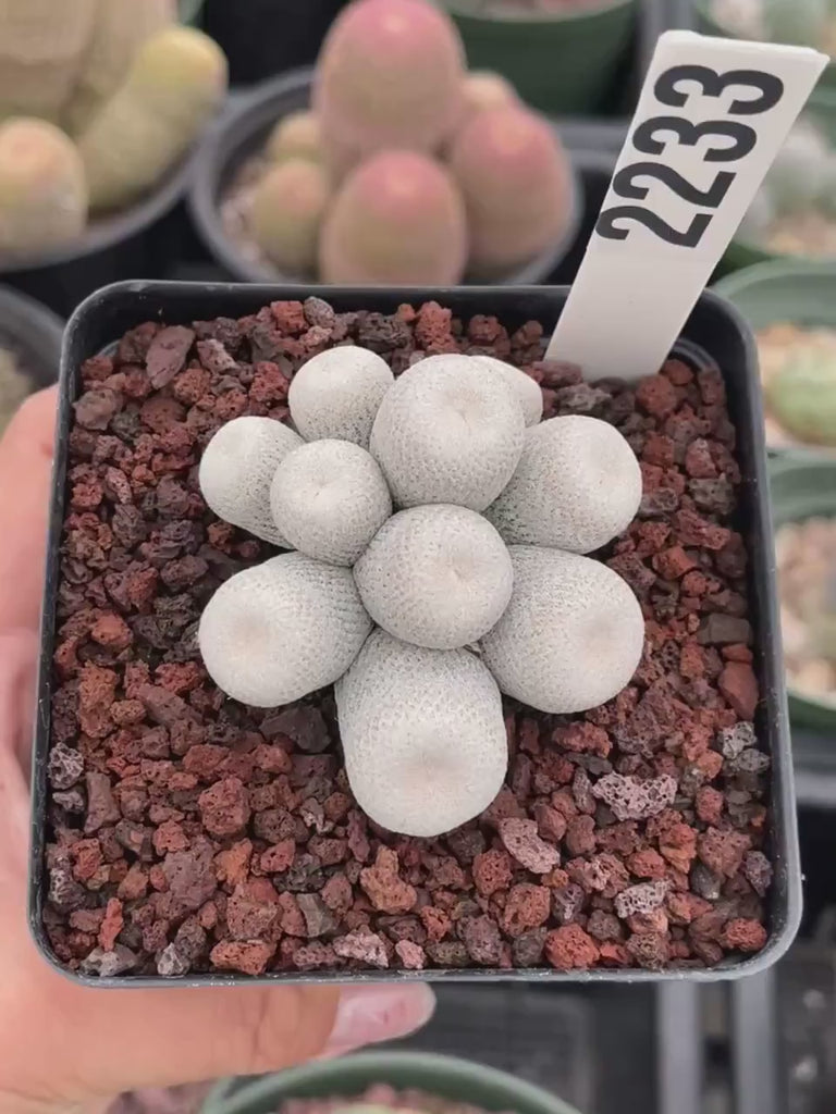 Rare Cactus -  Epithelantha Bokei Cluster Seed Grown
