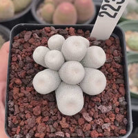 Rare Cactus -  Epithelantha Bokei Cluster Seed Grown