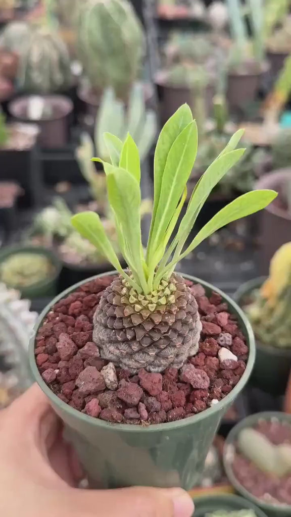 Euphorbia Bupleurifolia Iron Ball Pineapple Caudex