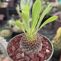 Euphorbia Bupleurifolia Iron Ball Pineapple Caudex
